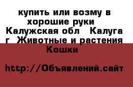 купить или возму в хорошие руки - Калужская обл., Калуга г. Животные и растения » Кошки   
